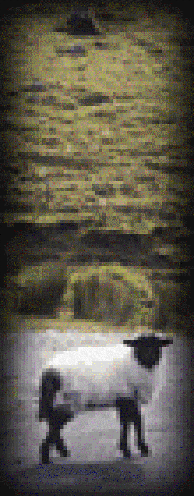 A lamb in the road near Lough Fee