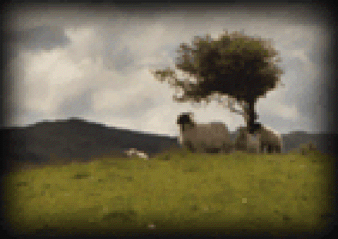 Photogenic sheep on a hill