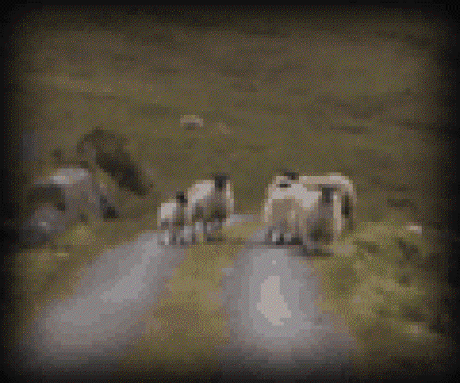 Road Sheep