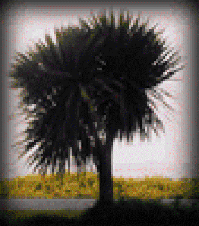 Irish palm tree image