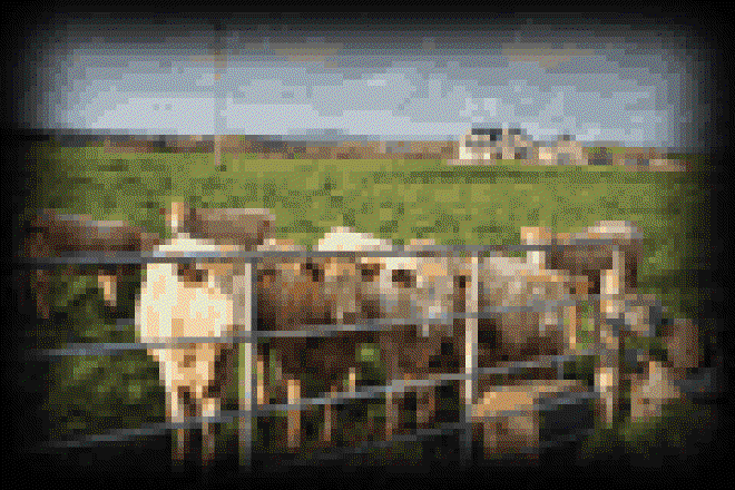 Cows in Doolin