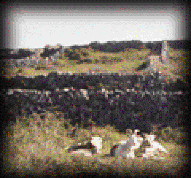 Inishmore goats